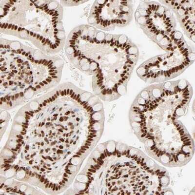 Immunohistochemistry-Paraffin: FAM50A Antibody [NBP1-89344]