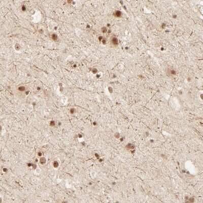 Immunohistochemistry-Paraffin: FAM50A Antibody [NBP1-89344]