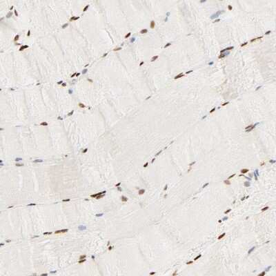 Immunohistochemistry-Paraffin: FAM50A Antibody [NBP1-89344]