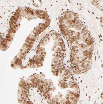 Immunohistochemistry-Paraffin: FAM50A Antibody [NBP1-89344]