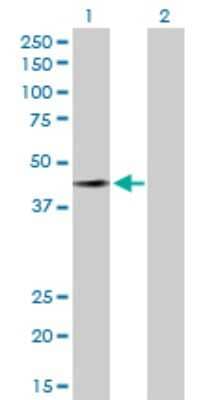 Western Blot: FAM50A Antibody [H00009130-D01P]