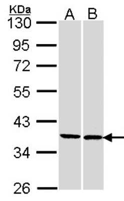 Western Blot: FAM50A Antibody [NBP1-33494]