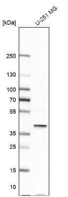 Western Blot: FAM50A Antibody [NBP1-89344]