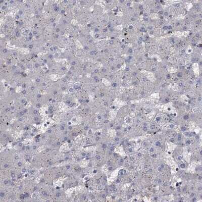 Immunohistochemistry-Paraffin: FAM53A Antibody [NBP1-84998]