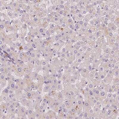 Immunohistochemistry-Paraffin: FAM53A Antibody [NBP2-49274]