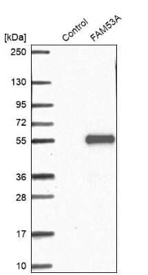 Western Blot: FAM53A Antibody [NBP1-84998]