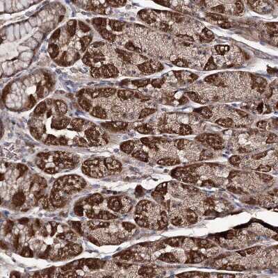 Immunohistochemistry-Paraffin: FAM53B Antibody [NBP1-88976]