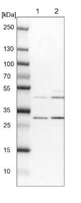 Western Blot: FAM53B Antibody [NBP1-88976]