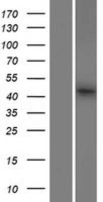 Western Blot: FAM53B Overexpression Lysate [NBP2-07297]