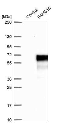 Western Blot: FAM53C Antibody [NBP1-86769]