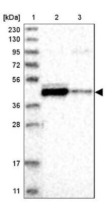 Western Blot: FAM54A Antibody [NBP1-84967]