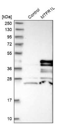 Western Blot: FAM54B Antibody [NBP1-86400]