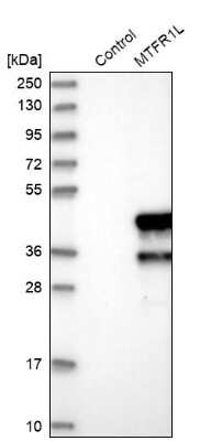 Western Blot: FAM54B Antibody [NBP1-86401]