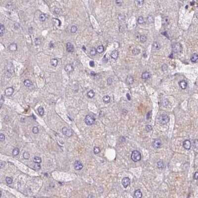 Immunohistochemistry-Paraffin: FAM55B Antibody [NBP2-30771]