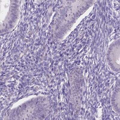 Immunohistochemistry-Paraffin: FAM55B Antibody [NBP2-31001]