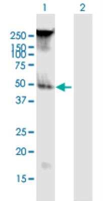 Western Blot: FAM55B Antibody [H00120406-B01P-50ug]