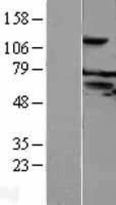 Western Blot: FAM55C Overexpression Lysate [NBL1-10544]