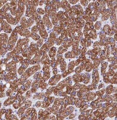 Immunohistochemistry-Paraffin: FAM55D Antibody [NBP1-88548]