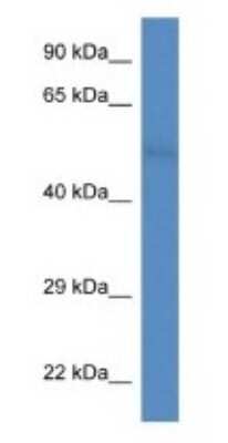 Western Blot: FAM55D Antibody [NBP1-74206]