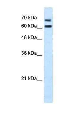 Western Blot: FAM55D Antibody [NBP1-80545]