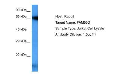 Western Blot: FAM55D Antibody [NBP2-87423]