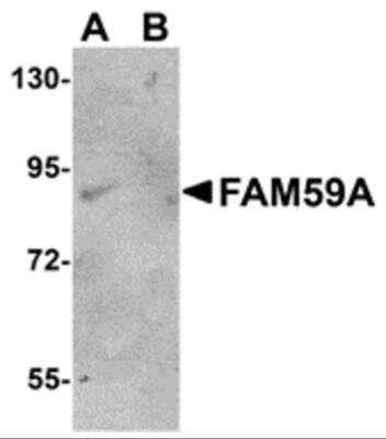 Western Blot: FAM59A AntibodyBSA Free [NBP2-81933]