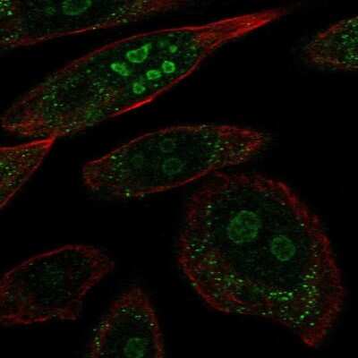 Immunocytochemistry/ Immunofluorescence: FAM5B Antibody [NBP2-56759]