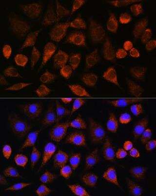 Immunocytochemistry/ Immunofluorescence: FAM5C Antibody - Azide and BSA Free [NBP2-93578]