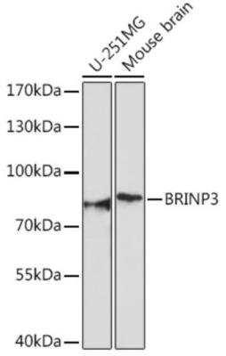 Western Blot: FAM5C AntibodyAzide and BSA Free [NBP2-93578]