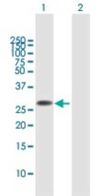 Western Blot: FAM60A Antibody [H00058516-B02P]