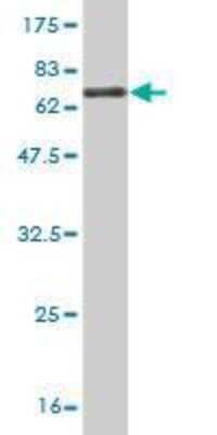 Western Blot: FAM62B Antibody (4C3) [H00057488-M02]