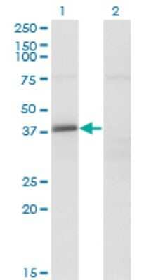 Western Blot: FAM62B Antibody (4C3) [H00057488-M02]