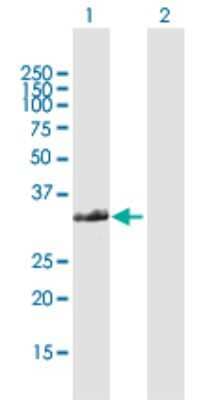 Western Blot: FAM64A Antibody [H00054478-D01P]