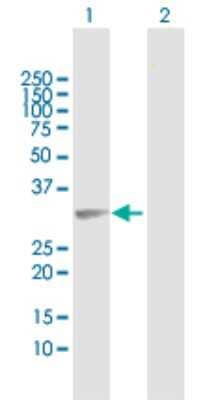 Western Blot: FAM64A Antibody [H00054478-D02P]