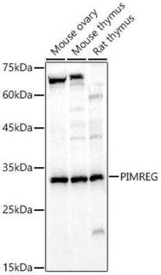 Western Blot: FAM64A AntibodyAzide and BSA Free [NBP3-03210]