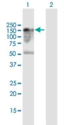 Western Blot: FAM65A Antibody [H00079567-B01P-50ug]