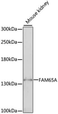 Western Blot: FAM65A AntibodyAzide and BSA Free [NBP3-04371]