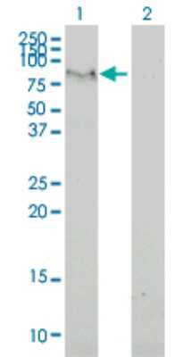 Western Blot: FAM65B Antibody (2F6-1A11) [H00009750-M02]