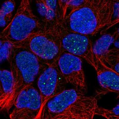 Immunocytochemistry/ Immunofluorescence: FAM69B Antibody [NBP2-58430]