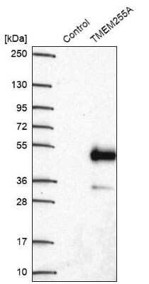 Western Blot: FAM70A Antibody [NBP2-30639]