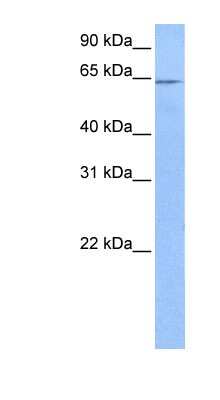 Western Blot: FAM71A Antibody [NBP1-56741]