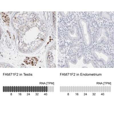 Immunohistochemistry-Paraffin: FAM71F2 Antibody [NBP2-38135]