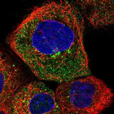 Immunocytochemistry/ Immunofluorescence: FAM72A Antibody [NBP2-59790]