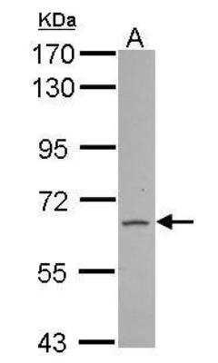 Western Blot: FAM73A Antibody [NBP2-16420]