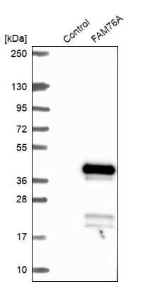 Western Blot: FAM76A Antibody [NBP1-81103]