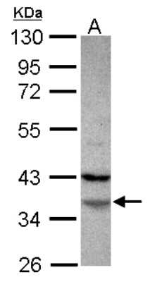 Western Blot: FAM76A Antibody [NBP2-16421]