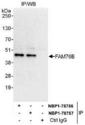 Immunoprecipitation: FAM76B Antibody [NBP1-78756]