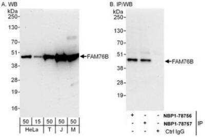 Western Blot: FAM76B Antibody [NBP1-78757]