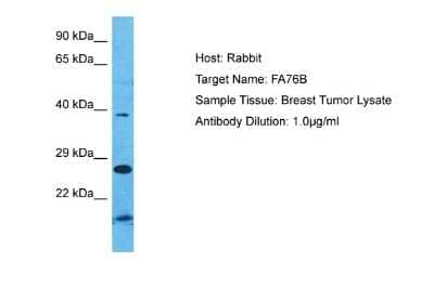 Western Blot: FAM76B Antibody [NBP2-87426]