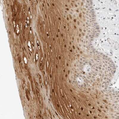 Immunohistochemistry-Paraffin: FAM80A Antibody [NBP1-87935]